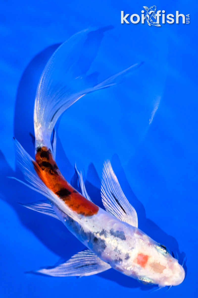 5.5" HEISEI NISHIKI BUTTERFLY