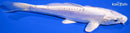 7.25" KIKUSUI