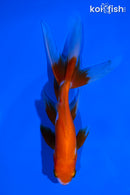 5.75" WATONAI GOLDFISH