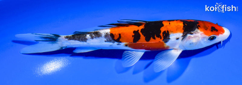 7.5" DOITSU SANKE