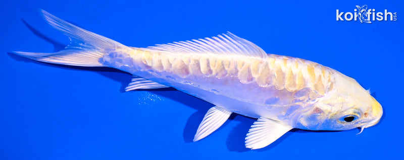 4.75" ARAGOKE LEMON HARIWAKE