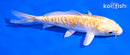 5" ARAGOKE LEMON HARIWAKE