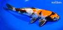 11" KIN SHOWA