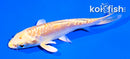 4.5" DOITSU YAMABUKI OGON
