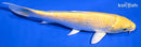 6.75" YAMABUKI OGON
