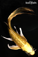 7.75" GINRIN KI MATSUBA BUTTERFLY