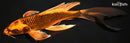 9.25" KIN ORENJI MATSUBA BUTTERFLY