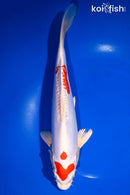 10.75" KIKUSUI