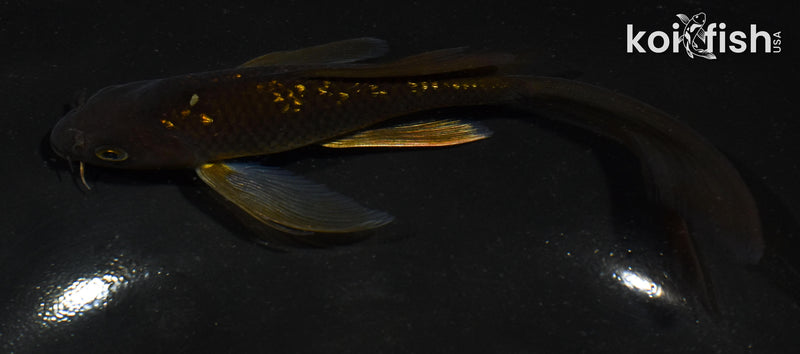 6" GINRIN CHAGOI BUTTERFLY