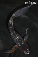 8" GINRIN OCHIBA SHIGURE BUTTERFLY
