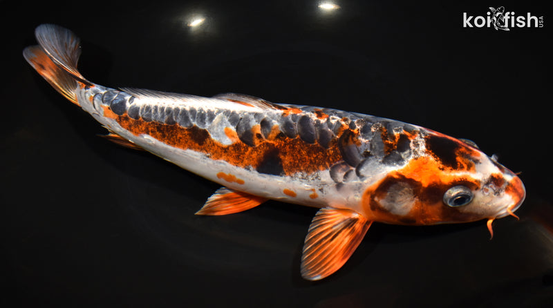 12" BENI KIKOKURYU