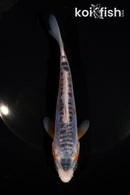 5.5" SHUSUI