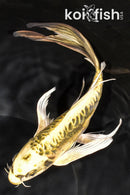 9.5" ARAGOKE KIN KIKOKURYU BUTTERFLY