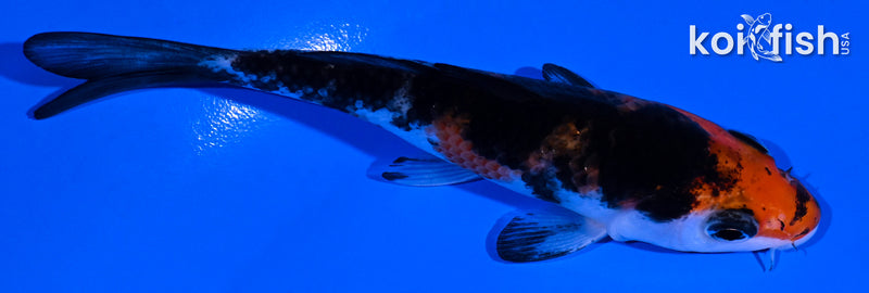 4.25" BENI MATSUKAWABAKE