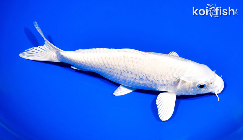 8.25" PLATINUM OGON