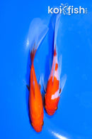 PAIR OF (2) 5.75" COMET GOLDFISH