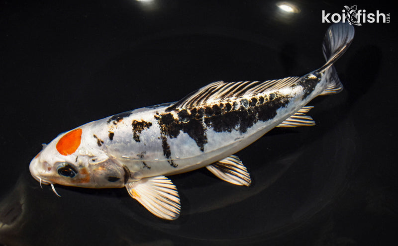 8" TANCHO HEISEI NISHIKI