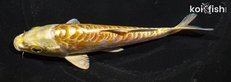 5" ARAGOKE HARIWAKE