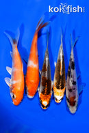 PACK OF (5) 3.75-4" STANDARD KOI