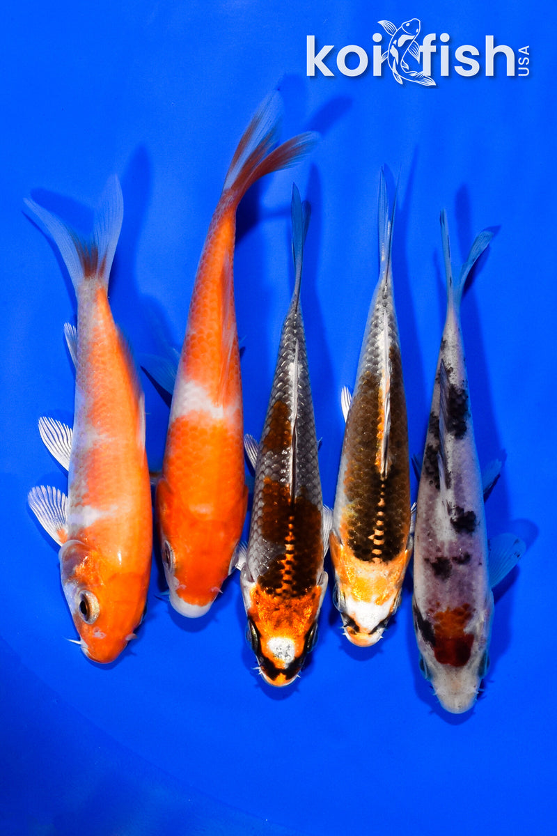 PACK OF (5) 3.75-4" STANDARD KOI