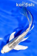 5.75" GINRIN GIN MATSUBA BUTTERFLY