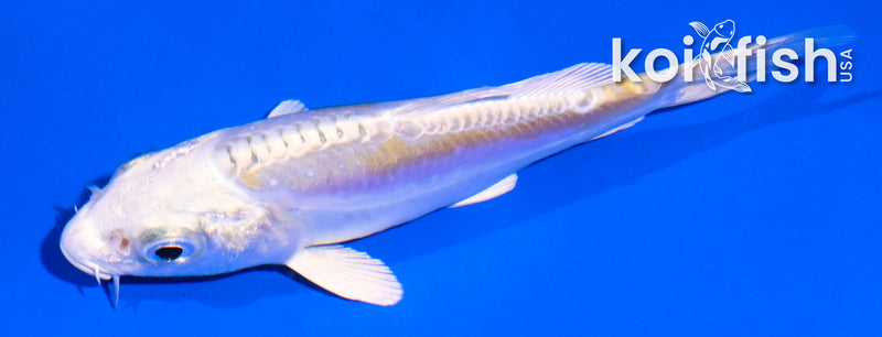 4.5" DOITSU LEMON HARIWAKE