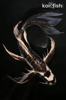 9.75" KIKIKOKURYU BUTTERFLY