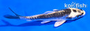 4" KIKOKURYU