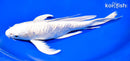9" DOITSU PLATINUM OGON BUTTERFLY