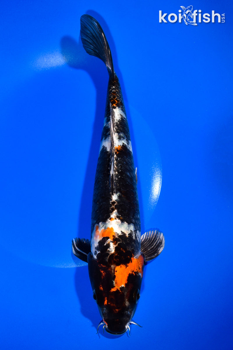 11" KIN SHOWA