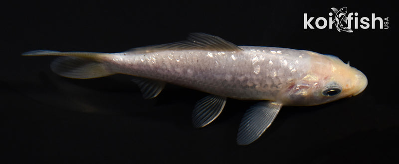 5" SORAGOI
