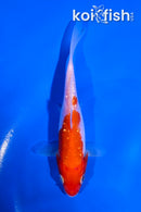 4.5" GINRIN KOHAKU