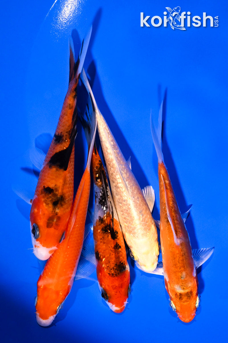 PACK OF (5) 3.75-4.25" STANDARD KOI