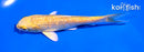 5" GINRIN YAMABUKI OGON