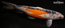 14.25" HI SHUSUI