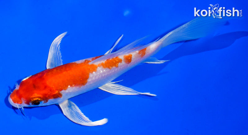 6" HARIWAKE BUTTERFLY