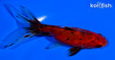4.5" CALICO WATONAI GOLDFISH