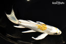 7.75" GINRIN KUJAKU BUTTERFLY