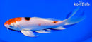 7" YAMATO NISHIKI BUTTERFLY