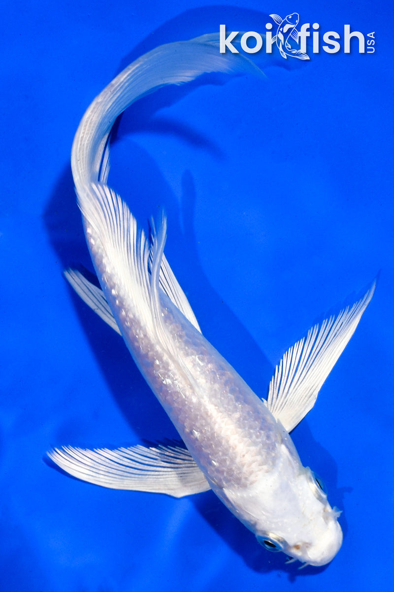 5.5" GINRIN PLATINUM OGON BUTTERFLY