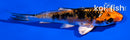4" YAMATO NISHIKI