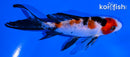 5" SANKE BUTTERFLY