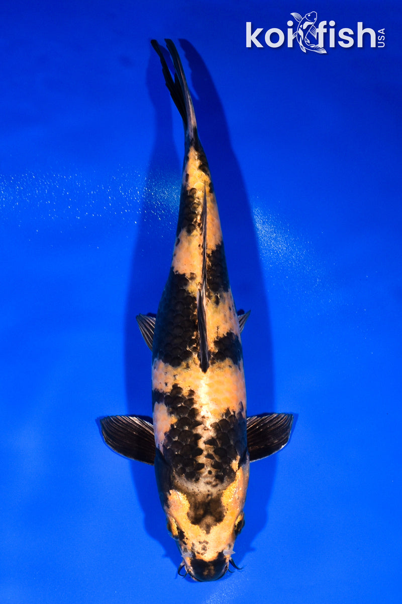 10.75" KIN KI UTSURI