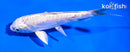 5.5" ARAGOKE PLATINUM OGON