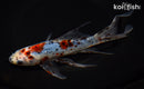 8.5" SHUBUNKIN GOLDFISH