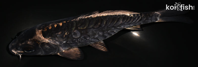 7.5" ARAGOKE BENI KIKOKURYU