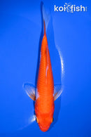 6.5" HARIWAKE