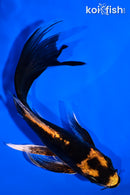 5.25" BENI KIKOKURYU BUTTERFLY