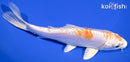 6.5" KIKUSUI