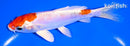 6" KIKUSUI
